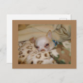 Comfy Chihuahua Briefkaart (Voorkant / Achterkant)