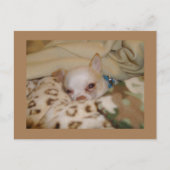 Comfy Chihuahua Briefkaart (Voorkant)