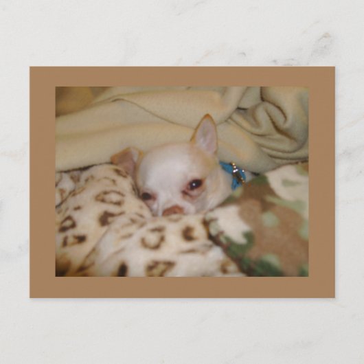 Comfy Chihuahua Briefkaart (Voorkant)