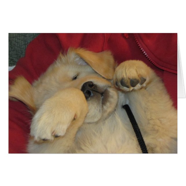 Comfy Golden Pup (Voorkant Horizontaal)