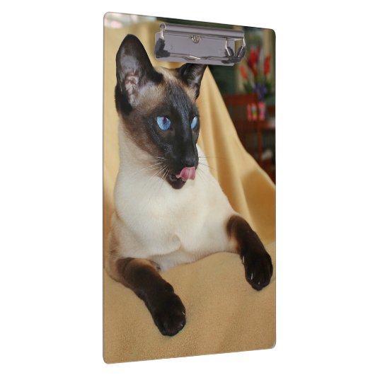 Comical Seal Point Siamese Cat Licking it's Nose Klembord (Rechts)