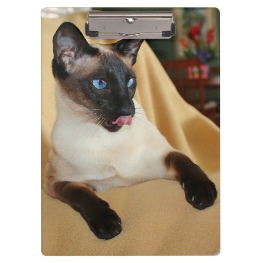 Comical Seal Point Siamese Cat Licking it's Nose Klembord (Voorkant)