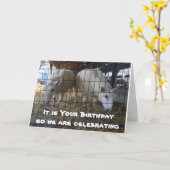 COMICAL SHEEP EATTING HAY KAN NIET. KAART (Gele Bloem)