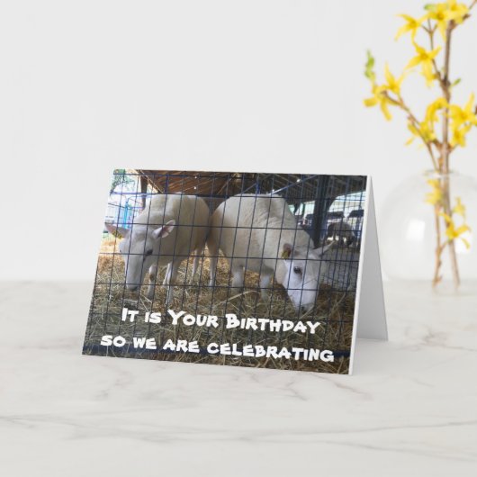 COMICAL SHEEP EATTING HAY KAN NIET. KAART (Gele Bloem)