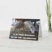 COMICAL SHEEP EATTING HAY KAN NIET. KAART (Voorkant)