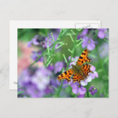 Comma Butterfly Briefkaart (Voorkant / Achterkant)