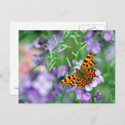 Comma Butterfly Briefkaart (Voorkant / Achterkant)