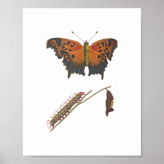 Comma Butterfly, Caterstyle & Chrysalis  Poster (Voorkant)