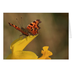 Comma Butterfly en Daffodil
