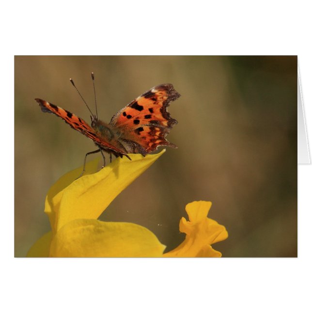 Comma Butterfly en Daffodil (Voorkant Horizontaal)