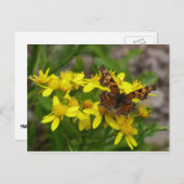 Comma Butterfly in Glacier National Park Briefkaart (Voorkant / Achterkant)