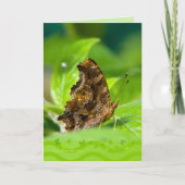 Comma Butterfly Kaart (Voorkant)