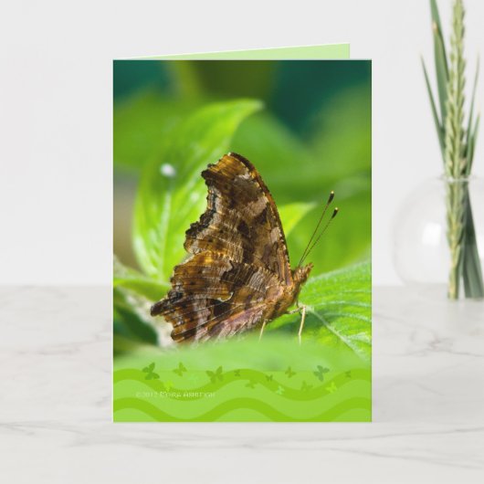 Comma Butterfly Kaart (Voorkant)
