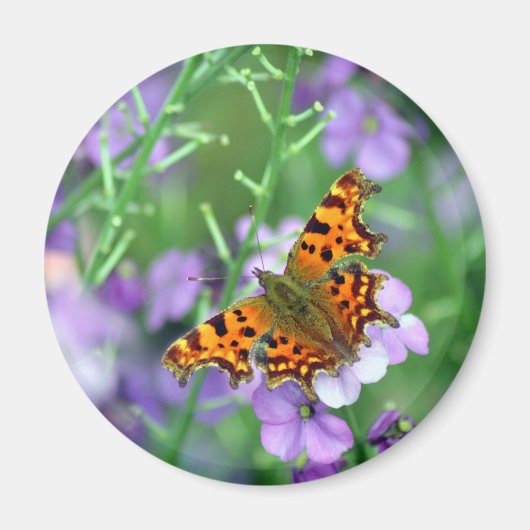 Comma Butterfly Magneet (Voorkant)