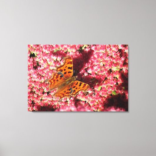 Comma Butterfly op Sedum Canvas Afdruk (Voorkant)