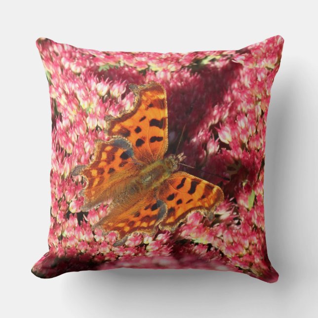 Comma Butterfly op Sedum Kussen (Voorkant)