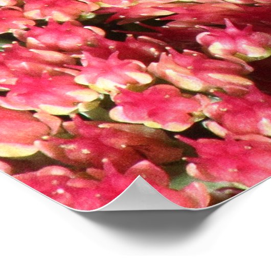 Comma Butterfly op Sedum Poster (Hoek)