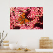 Comma Butterfly op Sedum Poster (Keuken)