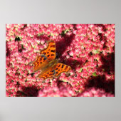 Comma Butterfly op Sedum Poster (Voorkant)