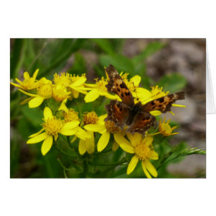 Comma vlinder in Glacier National Park