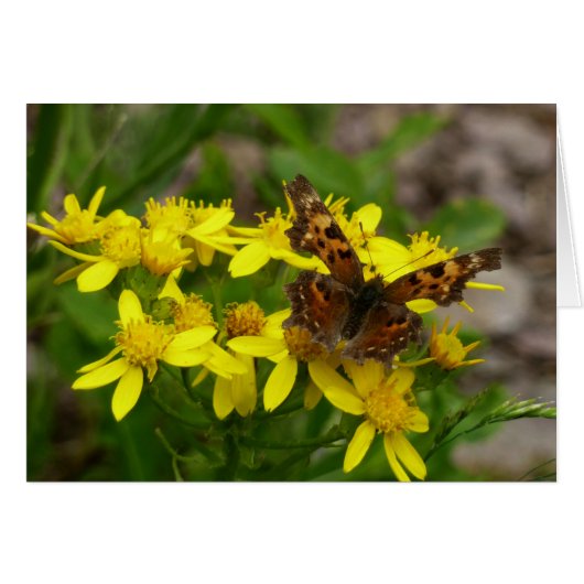 Comma vlinder in Glacier National Park (Voorkant Horizontaal)