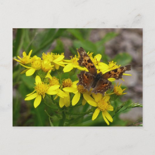 Comma vlinder in Glacier National Park Briefkaart (Voorkant)