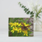Comma vlinder in Glacier National Park Briefkaart (Staand voorkant)