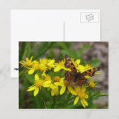 Comma vlinder in Glacier National Park Briefkaart (Voorkant / Achterkant)
