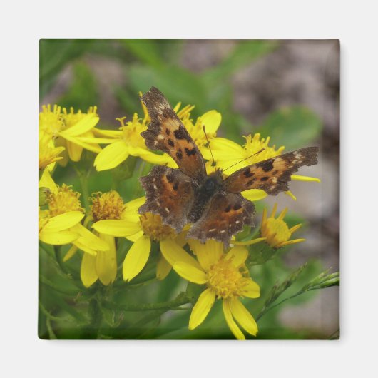 Comma vlinder in Glacier National Park Magneet (Voorkant)