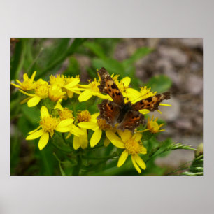 Comma vlinder in Glacier National Park Poster