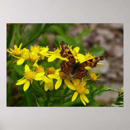 Comma vlinder in Glacier National Park Poster (Voorkant)