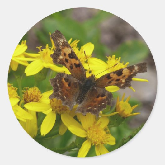 Comma vlinder in Glacier National Park Ronde Sticker (Voorkant)