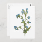 commelina (tuberosa Commelina) door Redouté Briefkaart (Voorkant / Achterkant)