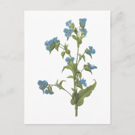 commelina (tuberosa Commelina) door Redouté Briefkaart