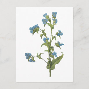 commelina (tuberosa Commelina) door Redouté Briefkaart