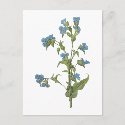 commelina (tuberosa Commelina) door Redouté Briefkaart (Voorkant)