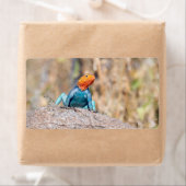 Common Agama Etiket (Insitu)