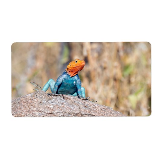 Common Agama Etiket (Voorkant)
