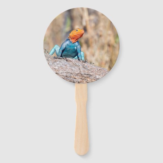 Common Agama Handwaaier (Achterkant)