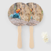 Common Agama Handwaaier (Voorkant en achterkant)