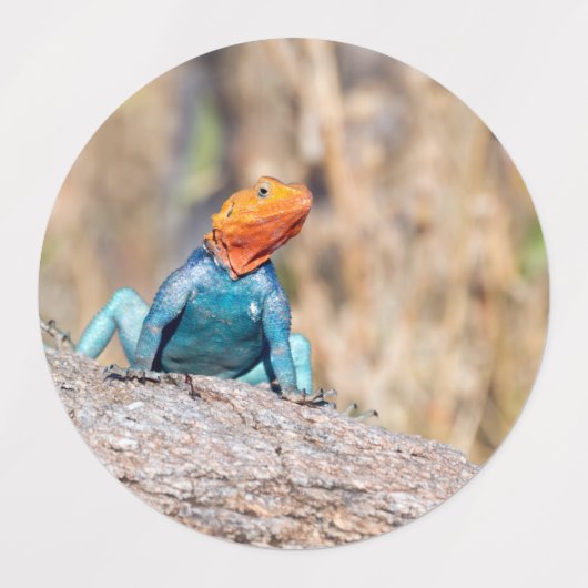 Common Agama Labels (Design 2)