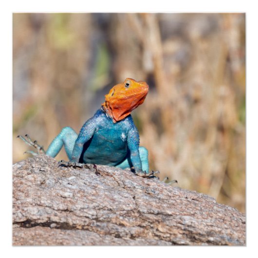 Common Agama Perfect Poster (Voorkant)