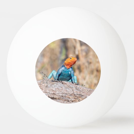 Common Agama Pingpongbal (Voorkant)