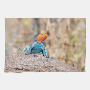 Common Agama Theedoek