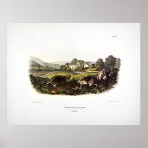 Common American Shrew Mole (Eastern Mole) Audubon Poster