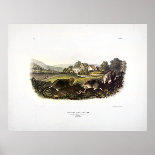 Common American Shrew Mole (Eastern Mole) Audubon Poster (Voorkant)