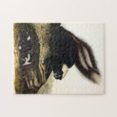 Common American Skunk of Gestreepte Skunk, door Au Legpuzzel (Horizontaal)