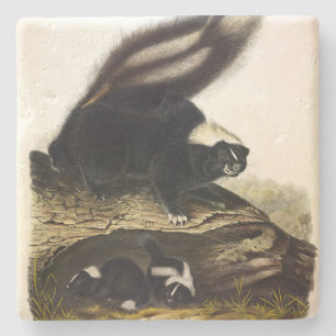 Common American Skunk of Gestreepte Skunk, door Au Stenen Onderzetter