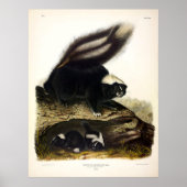 Common American Skunk, Striped Skunk, van Audubon Poster (Voorkant)