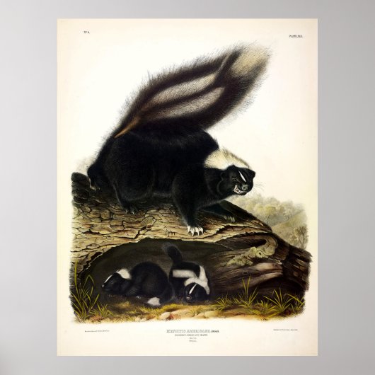 Common American Skunk, Striped Skunk, van Audubon Poster (Voorkant)